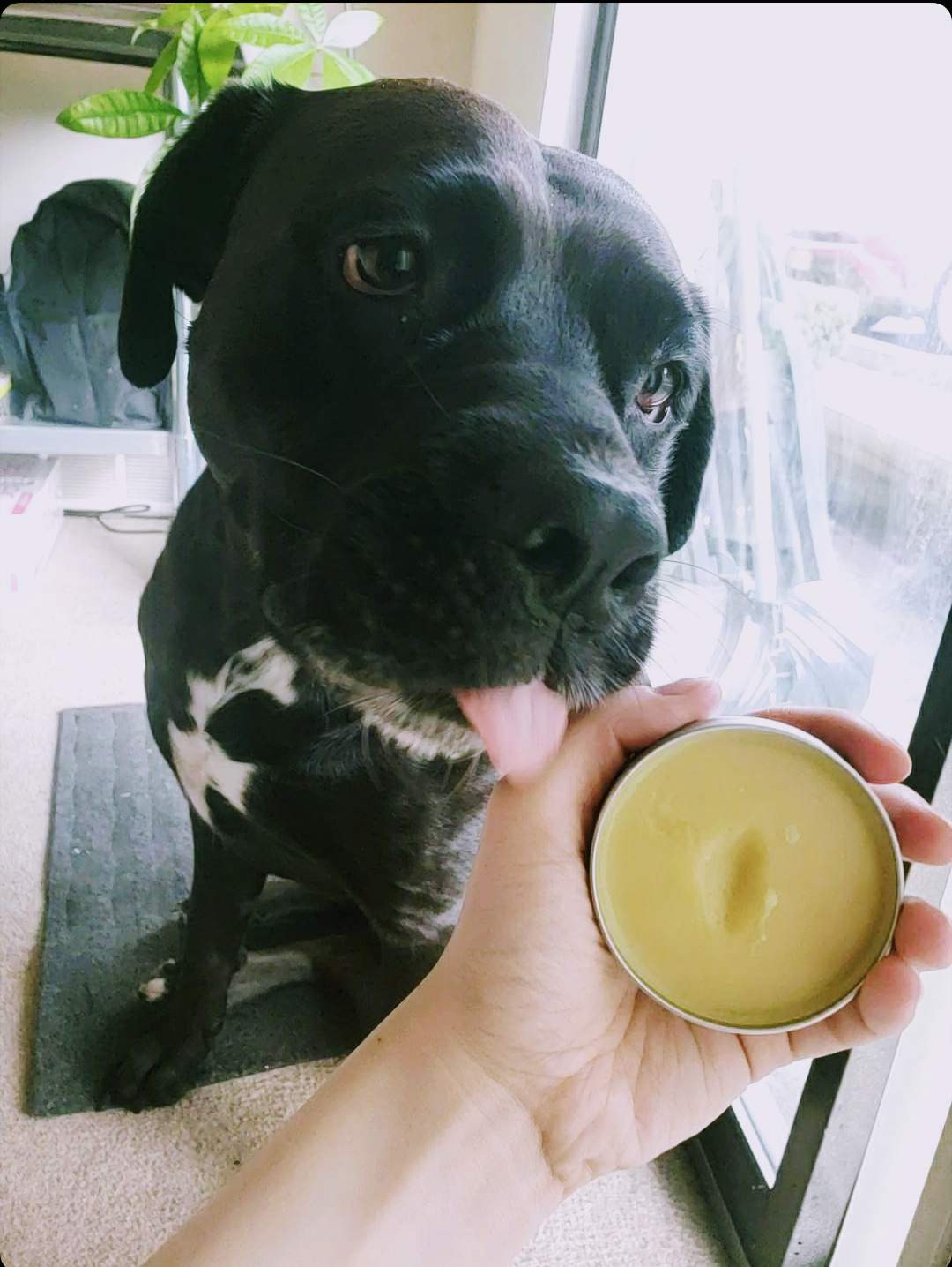 *NEW* RAW PAW BALM